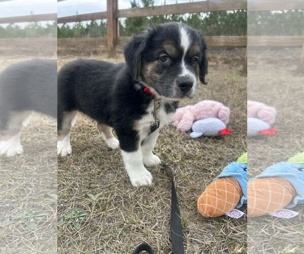 Medium Photo #3 Mutt Puppy For Sale in Tarrytown, GA, USA