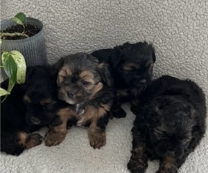 Poodle (Toy)-Yorkshire Terrier Mix Puppy for sale in WAUNAKEE, WI, USA