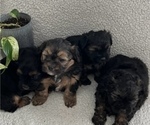 Small Photo #1 Poodle (Toy)-Yorkshire Terrier Mix Puppy For Sale in WAUNAKEE, WI, USA