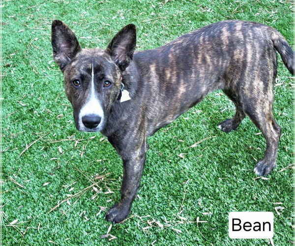 Medium Photo #5 Carolina Dog Puppy For Sale in Rockaway, NJ, USA