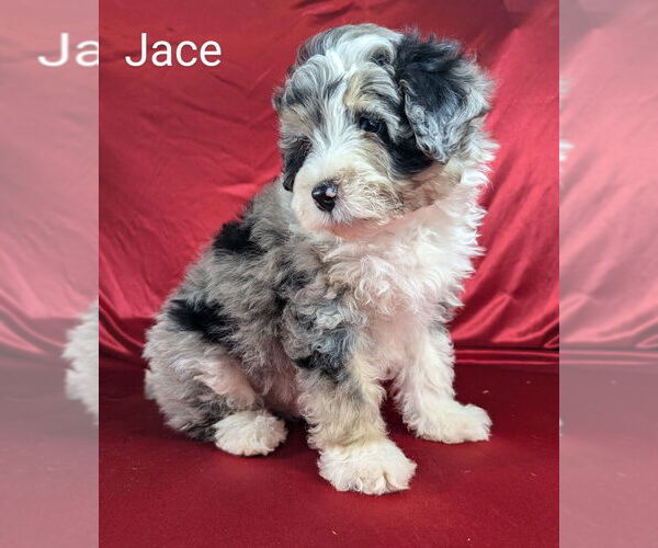 Medium Photo #2 Bernedoodle (Miniature) Puppy For Sale in CANON CITY, CO, USA