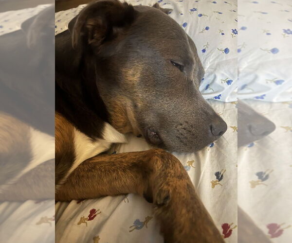 Medium Photo #10 American Staffordshire Terrier-Labrador Retriever Mix Puppy For Sale in Brewster, NY, USA