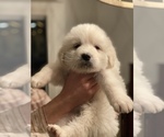 Puppy 4 Great Pyrenees-Newfoundland Mix