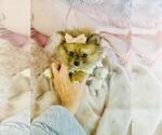 Small #19 Pomeranian
