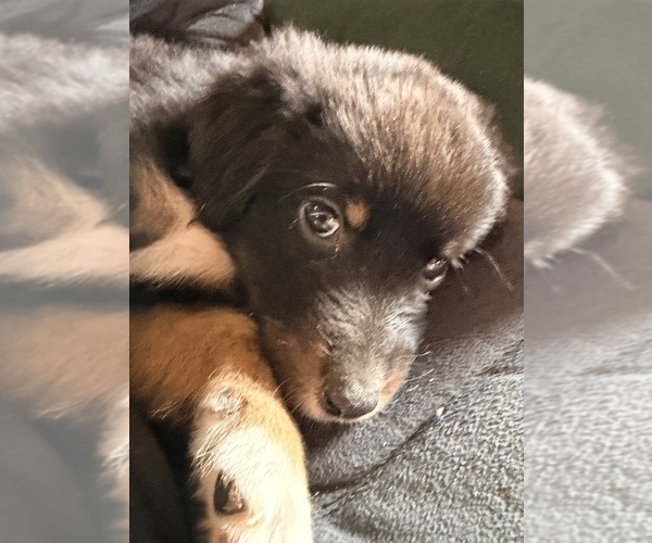 Medium Photo #5 Aussiedoodle Puppy For Sale in ONAWAY, MI, USA