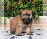 Small #2 Soft Coated Wheaten Terrier