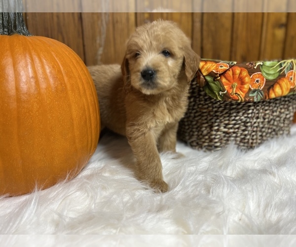 Medium Photo #5 Goldendoodle Puppy For Sale in NEOLA, WV, USA