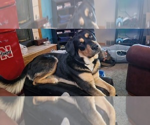 Father of the Bernese Mountain Dog-Doberman Pinscher Mix puppies born on 03/28/2025