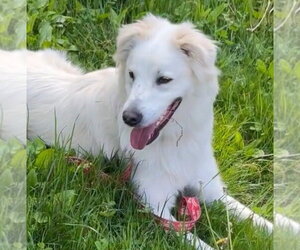 Riley - Male Mutt Dog for Adoption - Photo #8
