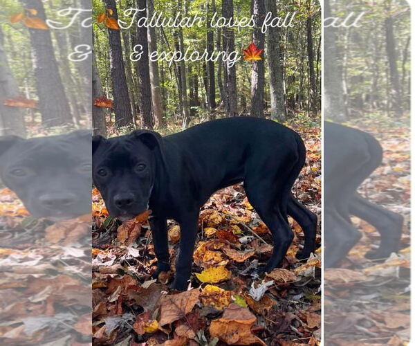 Medium Photo #4 American Staffordshire Terrier-Labrador Retriever Mix Puppy For Sale in Holly Springs, NC, USA