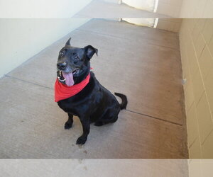Bee - Male Labrador Retriever-Unknown Mix Dog for Adoption - Photo #2