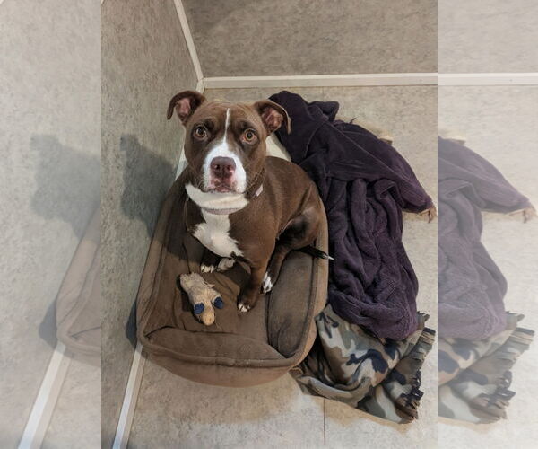 Medium Photo #1 Boxer-Unknown Mix Puppy For Sale in McCormick, SC, USA