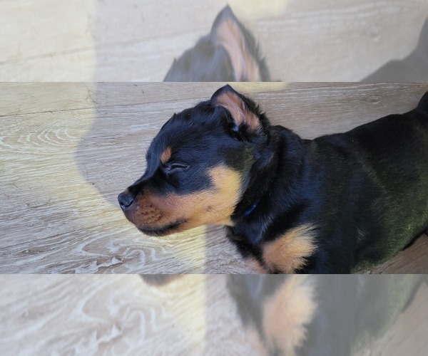 Medium Photo #3 Rottweiler Puppy For Sale in GENEVA, NY, USA