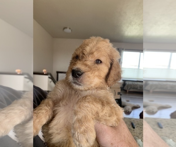 Medium Photo #21 Goldendoodle Puppy For Sale in RATHDRUM, ID, USA