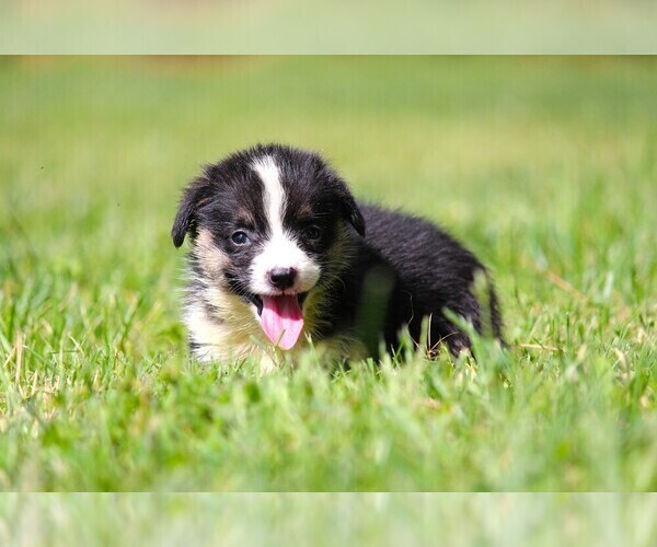 Medium Photo #8 Pembroke Welsh Corgi Puppy For Sale in FORT MADISON, IA, USA