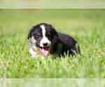 Small #7 Pembroke Welsh Corgi