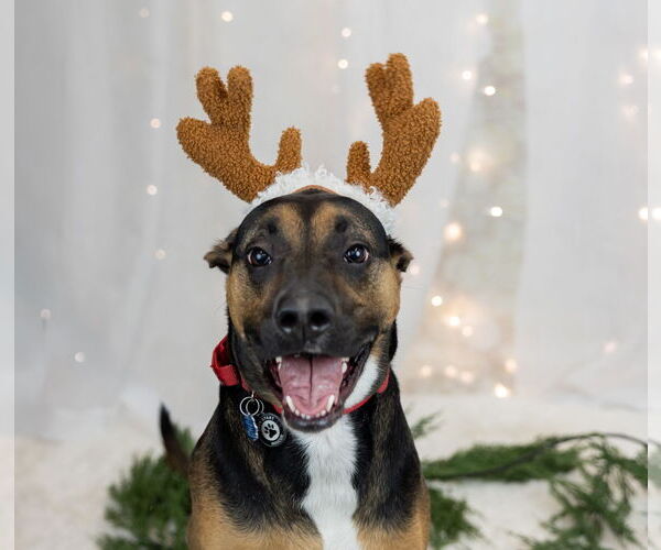 Medium Photo #5 Shepweiller Puppy For Sale in Princeton, MN, USA