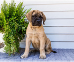 Small Photo #62 Mastiff Puppy For Sale in WAKARUSA, IN, USA