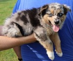 Small Photo #152 Australian Shepherd Puppy For Sale in LEBANON, IN, USA