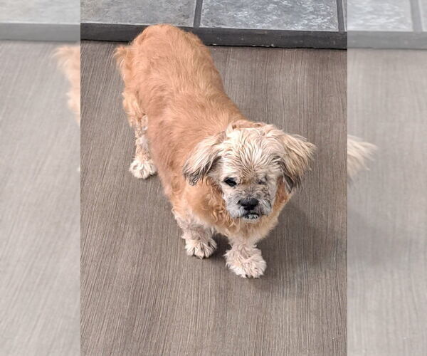 Medium Photo #3 Shih Tzu Puppy For Sale in oakland, FL, USA