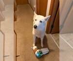 Small #1 Siberian Husky