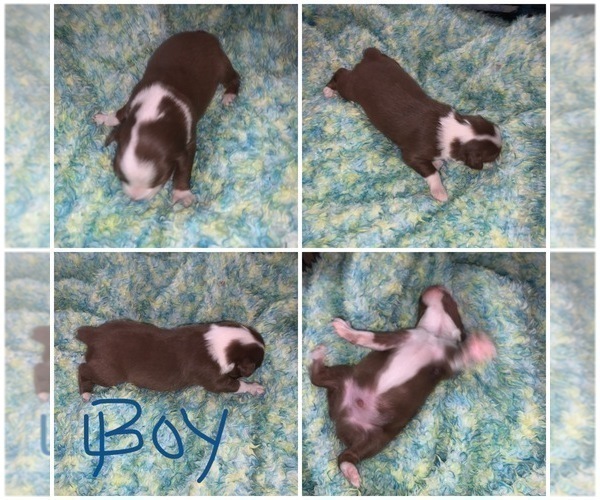 Medium Photo #2 F2 Aussiedoodle Puppy For Sale in BLOOMFIELD, MO, USA