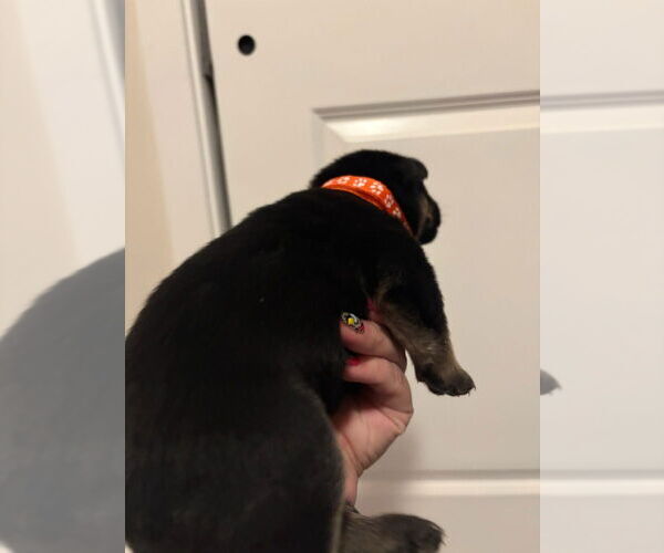 Medium Photo #3 German Shepherd Dog-Siberian Husky Mix Puppy For Sale in Imlay City, MI, USA