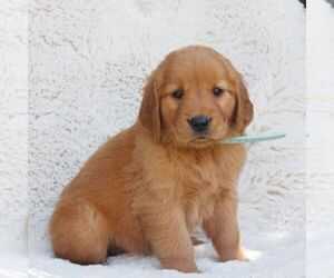 Golden Retriever Puppy for sale in NEW HOLLAND, PA, USA