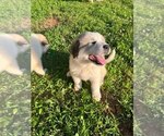 Small Photo #9 Great Pyrenees Puppy For Sale in HOSCHTON, GA, USA