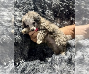 Poodle (Toy) Puppy for sale in BELTON, MO, USA