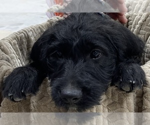 Boxer-Poodle (Standard) Mix Puppy for sale in SHERIDAN, MI, USA