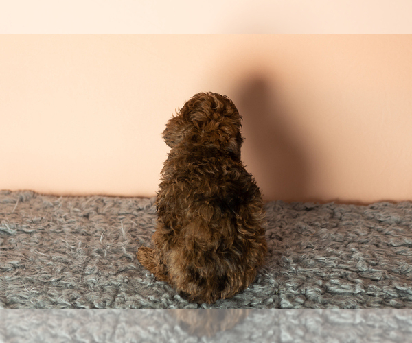 Medium Photo #7 Poodle (Miniature) Puppy For Sale in MILLERSBURG, IN, USA