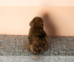 Small Photo #7 Poodle (Miniature) Puppy For Sale in MILLERSBURG, IN, USA