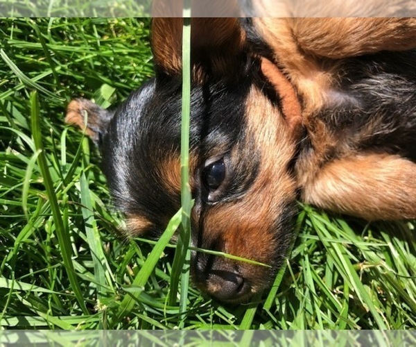 Medium Photo #12 Silkshire Terrier-Yorkshire Terrier Mix Puppy For Sale in VOLUNTOWN, CT, USA