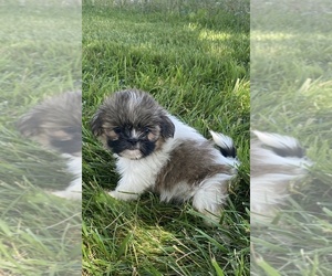 Shih Tzu Puppy for sale in CANOGA, NY, USA