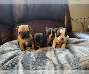 French Bulldog Puppy for sale in BENSON, NC, USA
