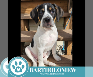 Beagle-Unknown Mix Dogs for adoption in Kimberton, PA, USA