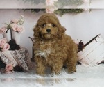 Puppy Spirit AKC Poodle (Miniature)
