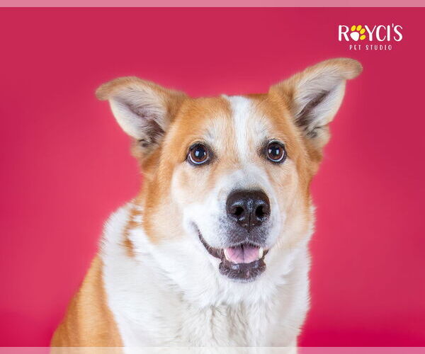 Medium Photo #6 Border Collie-Unknown Mix Puppy For Sale in Sandy, UT, USA