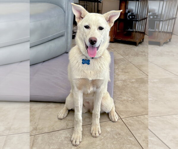 Medium Photo #2 Gerberian Shepsky Puppy For Sale in Corona, CA, USA