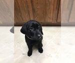 Small Photo #1 Labrador Retriever Puppy For Sale in DEER PARK, WA, USA