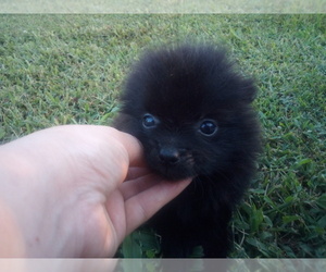 Pomeranian Puppy for sale in WINCHESTER, OH, USA