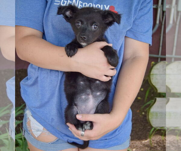 Medium Photo #3 Chiranian Puppy For Sale in Huntley, IL, USA