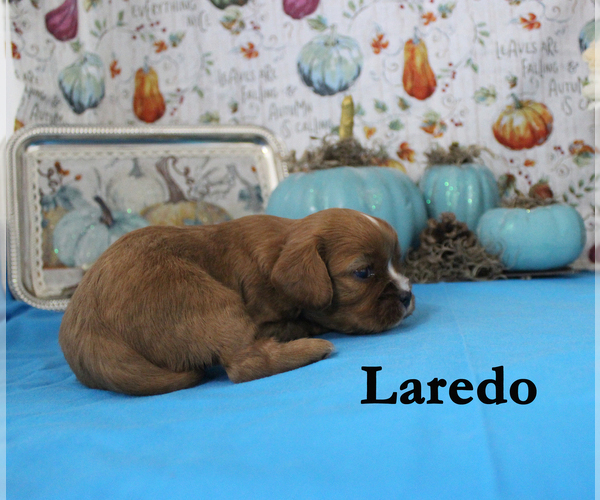 Medium Photo #9 Cavalier King Charles Spaniel Puppy For Sale in CHANUTE, KS, USA