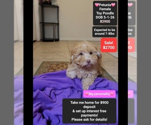 Poodle (Toy) Puppy for sale in TUCSON, AZ, USA
