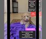 Image preview for Ad Listing. Nickname: Petunia