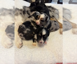 Miniature Australian Shepherd Puppy for Sale in FLAT ROCK, Alabama USA