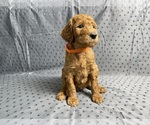 Puppy Puppy 6 Orange Poodle (Standard)