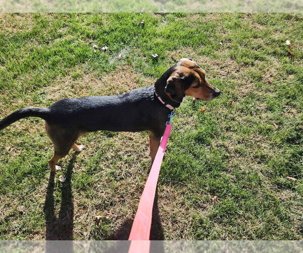 Medium Photo #2 Mutt Puppy For Sale in Springdale, PA, USA