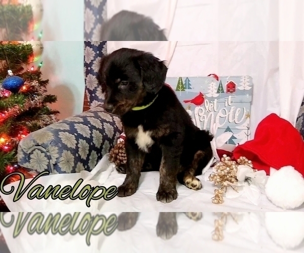 Full screen Photo #1 Australian Retriever Puppy For Sale in DUNCAN, OK, USA